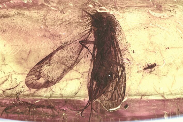 Detailed Fossil Caddisfly, Fungus Gnat, and True Midge In Baltic Amber #335836